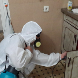 Дезинфекция от муравьев в квартире в Новокузнецке